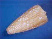 (2) Conus nobilis fm. abbai Poppe & Tangaro, 2011....36 mm. Gem.  Flawless specimens of this new form, with reduced spiral lines and small, sparsely scattered "tents"...Indonesia...$425 (2 available)