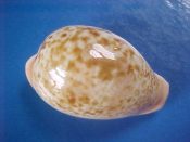 (1) Cypraea achatidea Sowerby, 1837....37 mm. Gem. Prety specimen with tan dorsal mottling and pastel orange marginal ring...Morocco...$20 (1 available)