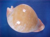 (1) Cypraea armeniaca Verco, 1912....101.7 mm. F++. Big, beautiful, bright orange accented example, nicely inflated and with well extended tips...Australia...$320 (1 available)