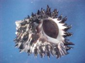 (1) Hexaplex radix Gmelin, 1791....93 mm. F++ w/operc. Nice large example with lots of short black spines and strongly dentate lip...Panama...$25 (1 available)