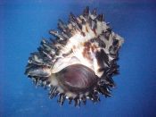 (2) Hexaplex radix Gmelin, 1791....75, 77 mm. F++ w/operc. Black spiral lined and heavily spined specimens...Panama...$17 (2 available)