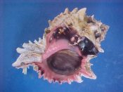 (3) Hexaplex regius Swainson, 1821....103 to 109 mm. F++ w/operc. Great examples with intact hot pink rimmed aperture and dark brown parietal shield...Panama...$15 (3 available)