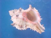 (1) Hexaplex rosarium Roding, 1798....72 mm. F+. Decent starter specimen with brown spotted varices and hot pink columella...Cameroon...$5 (1 available)