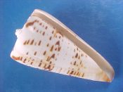 (1) Conus monile Hwass, 1792....65 mm. F+. Nice shine, pattern and colour, but the lip has been slightly filed at the posterior end. Large and still pretty...Thailand...$7 (1 available)