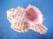 (1) Hexaplex rosarium Roding, 1798....62 mm. F+. Bargain example, slightly rough...Cameroon...$3 (1 available)