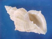 (1) Cancellaria lyrata Brocchi, 1814....47 mm. F++. Good sized, well ribbed specie, with spines on the shoulders...Senegal...$18 (1 available)