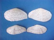 (1pr) Tellina cumingii Henley, 1844....42, 50 mm. F++. Nice pattern pair, one typically spotted, the other lightly rayed...West Mexico...$10 (1 pair available)