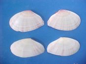 (4) Tellina guildingii Hanley, 1841....32 to 38 mm. F++. Cute snub nosed specie with sets of pink rays...Bahamas...$7 (4 available)