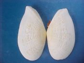 (2) Tellina listeri Roding, 1798....75, 80 mm. F++. Jumbo specimens, fresh beached but complete with ligament...Bahamas...$8 (2 available)