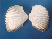 (1) Anadara grandis Broderip & Sowerby, 1829....72 mm. F++. Fat, heavy example with a touch of black perio at one end...West Mexico...$12 (1 available)