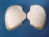 (1) Anadara grandis Broderip & Sowerby, 1829....72 mm. F++. Fat, heavy example with a touch of black perio at one end...West Mexico...$12 (1 available)