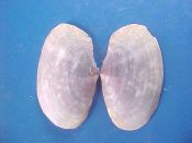 (3) Gari maculosa Lamarck, 1818....30 to 33 mm. F++. Heavily mottled in rich lavender- purple...China...$8 (3 available)