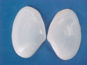 (1) Mactra fragilis Gmelin, 1791....37 mm. F++. Fine, fresh, fragilis...Florida...$4 (1 available)