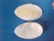 (1) Mya arenaria Linne, 1758....88 mm. F++. Excellent large example of this fragile specie, complete with ligament and mostly intact margins...Canada...$7 (1 available)