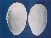 (3) Mya arenaria Linne, 1758....85 to 94 mm. F+ high. Good, big specimens, dead in situ, but with intact margins...Canada...$6 (1 available)