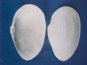 (3) Mya arenaria Linne, 1758....85 to 94 mm. F+ high. Good, big specimens, dead in situ, but with intact margins...Canada...$6 (1 available)