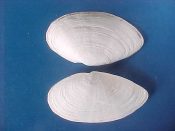 (1) Mya arenaria Linne, 1758....101 mm. F+ high. Huge specimen, rarely this size now due to local and commercial digging, this from an area formerly closed to harvest...Canada...$8 (1 available)