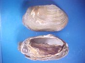 (1) Panomya arctica Lamard, 1819....98 mm. F++. Unusual specimen of this "ultra rare" Hiatellidae, alcohol preserved and dried whole. Supplier says "not to get anymore", and the specie isn't even listed in Rice...North Sea...$50 (1 available)