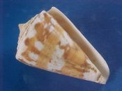 (1) Conus malacanus Hwass, 1792....53 mm. F++. Good fresh example with remnants of perio...Malaysia...$5 (1 available)