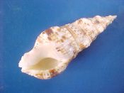 (1) Colubraria muricata Lightfoot, 1786....90 mm. F++. Large, heavy, darkly speckled fresh specimen...Tanzania...$18 (1 available)