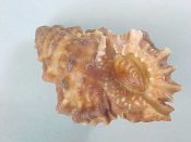 (5) Bursa caeleta Broderip, 1833....42 to 46 mm. F++ w/o. Dark brown and well developed specimens complete with opercs...Panama...$10 (5 available)