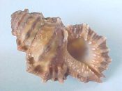 (1) Bursa caeleta Broderip, 1833....42 mm. F++. Brown with well flared and fully formed...Panama...$8 (1 available)