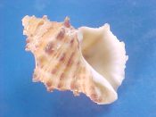 (1) Thais bufo Lamarck, 1822....29 mm. F++. Orange-tan with brown spiny spiral cords and great lip...South Africa...$3 (1 available)