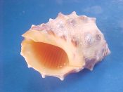 (1) Thais mancinella Linne, 1758....33 mm. F++. Great example with dark spines, orange aperture and intact, finely crenulate lip...Philippines...$3 (1 available)