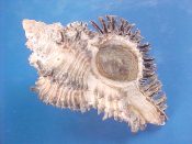 (1) Hexaplex stainforthi Reeve, 1843....46 mm. F++ w/operc. Lots of dark, very spiny varices...Australia...$9 (1 available)