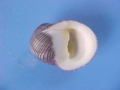 (1) Nerita balteata Reeve, 1855....37 mm. F++. Fine black lined specimen with yellow aperture stain & smooth parietal slope...Indonesia...$4 (1 available)