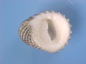 (1) Nerita exuvia Linne, 1758....34 mm. F++. Good large specimen withheavy ribs...Muscat...$5 (1 available)