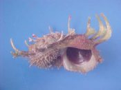 (1) Angaria sphaerula Kiener, 1839....64 mm. F+. Large lovely example in deep red & chartreuse, with most spines intact...Philippines...$39 (1 available)