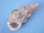 (1) Clypeomorus petrosum fm. gennesi Fischer & Vignol, 1901....28 mm. F+. Slate gray with lots of nodules and low ribs...Kenya...$2 (1 available)