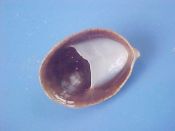 (2) Crepidula porcellana Lamarck, 1801....17, 20 mm. F+.  With white deck and chocolate brown interior...Namibia...$3 (2 available)