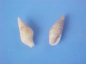 (2) Costoanachis sertularium Orbigny, 1841....10 mm. F++. Small high spired specie...Brazil...$3 (2 available)