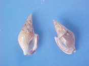 (2) Bifurcium bicanaliferum Sowerby, 1832....13 mm. F++. With brown subsutural band and unusual posterior lip extension, like many Strombus...Panama...$3 (2 available)