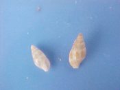 (2) Metanachis laingensis Sleurs, 1985....5 mm. F++. Tiny yellowish specie with tan speckles...Philippines...$4 (2 available)