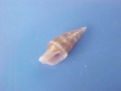 (1) Mitrella conspersa Gaskoin, 1851....10 mm. F++. With white and tan spiral bands...South Africa...$3 (1 available)