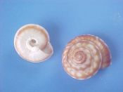 (2) Philippia radiatus Roding, 1798....13, 16 mm. F++.  Smooth Sundials with brown radial patterns...Mozambique...$3 (2 available)