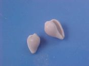 (9pr) Erato maugeriae Gray, 1832....5 & 6 mm. F+. Tiny Triviidae, two for the price of one...Florida...$4 (9 pairs available)