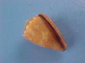 (1) Conus miliaris Hwass, 1792....22 mm. F++. Fresh specimen complete with periostracum...Somalia...$3 (1 available)