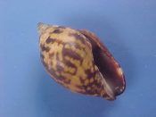 (1) Pyrene cf. punctata Bruguiere, 1789....24 mm. F++. Large for the specie, with axial pattern of mustard yellow & black...Somalia...$4 (1 available)