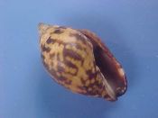 (1) Pyrene cf. punctata Bruguiere, 1789....24 mm. F++.  Large for the specie, with axial pattern of mustard yellow & black...Somalia...$4 (1 available)