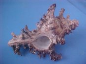 (1) Chicoreus bourguignati Poirier, 1833....80 mm. F+. Large if slightly rough example of this Indian Ocean specie...Somalia...$15 (1 available)