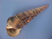 (1) Terbralia palustris Linne, 1758....110 mm. F+. Large, dark brown example with thick, flared lip...Cameroon...$7 (1 available)