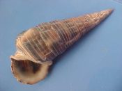 (1) Terbralia palustris Linne, 1758....93 mm. F+. Good example with full lip and un-eroded apex...Cameroon...$6 (1 available)