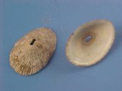 (5) Fissurella rubecula Linne, 1758....19 to 23 mm. F++. Finely ribbed specie with pastel blue-green interior...Cameroon...$4 (5 available)