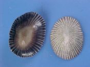 (9) Siphonaria pectinata Linne, 1758....17 to 22 mm. F++.  False limpet with fine ribs and dark brown interior...Cameroon...$3 (9 available)