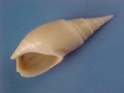 (1) Bullia mauritiana Gray, 1839....38 mm. F+. Unusually pointy apex on this endemic Nassaridae....Somalia...$7 (1 available)