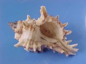 (1) Hexaplex varius Sowerby, 1834....52 to 58 mm. F+. Good sized example with intact lip, spines & apex...Cameroon...$15 (1 available)